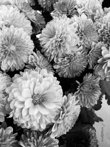 black_and_white_mums