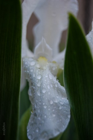wet rain iris