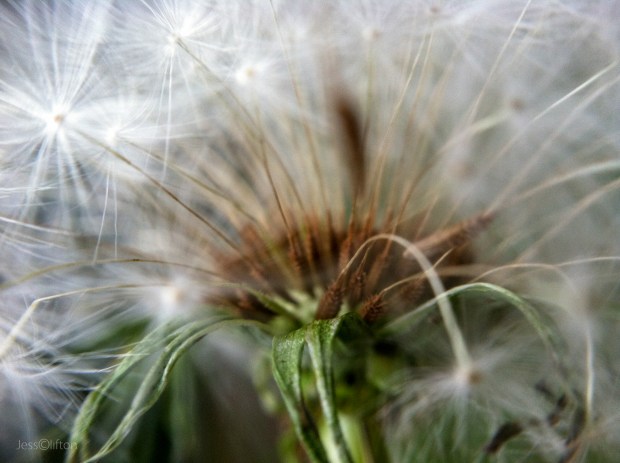Dandelion Macro