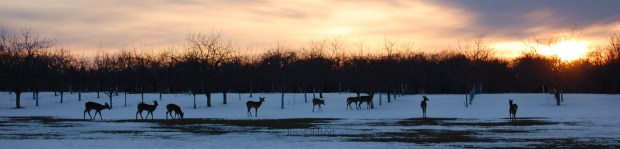 group_deer_sunset_snow