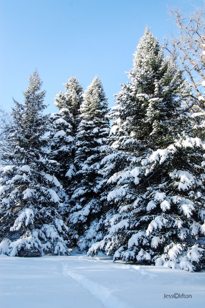 Blue Sky Evergreens Snow