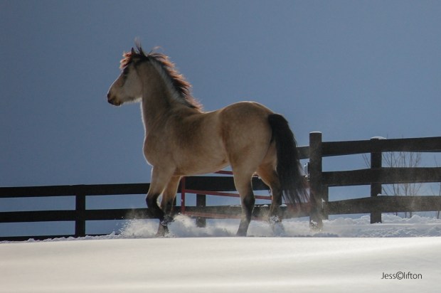 Horse Trot Snow