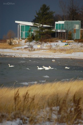 Seven Swans Swimming