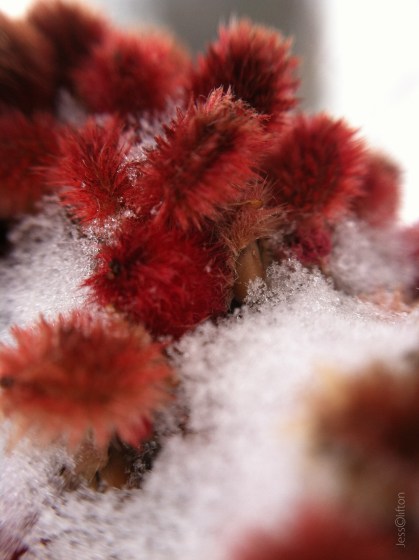 Staghorn Sumac Under Snow