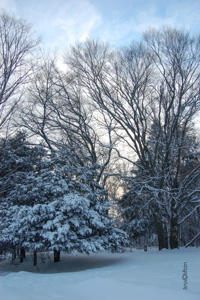 Ashton Park Winter Sunrise