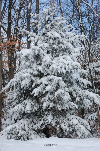 Snow Covered Evergreen