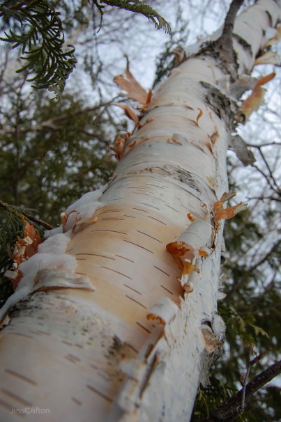 Peeling Birch