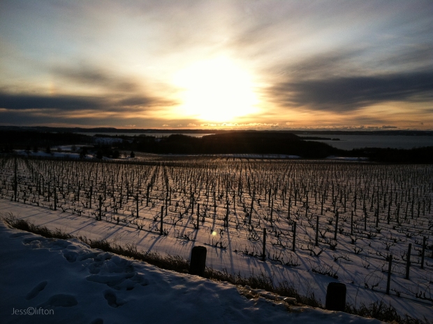 Winter Vineyard Sunset - Chateau Grand Traverse