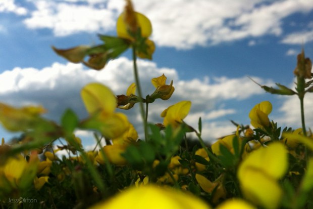 Blue Sky Yellow Wildflowers