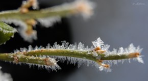 Hoarfrost Branch
