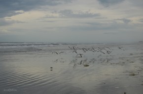 Florida Beach Birds