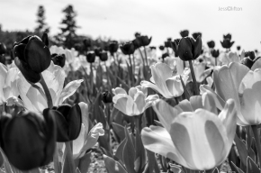 Tulips Black and White