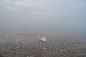 Vanishing Point Feather Fog