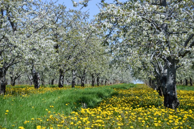Orchard Blossoms