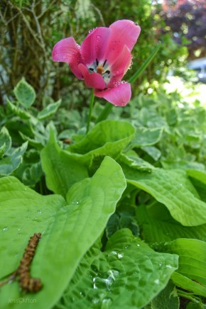 Wet Pink Tulip