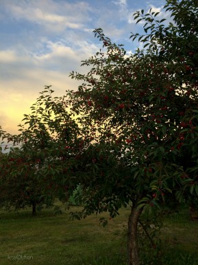 Cherry Tree Sunset