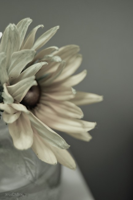 Creamy Monochrome Daisy
