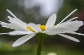 Daisy in Profile