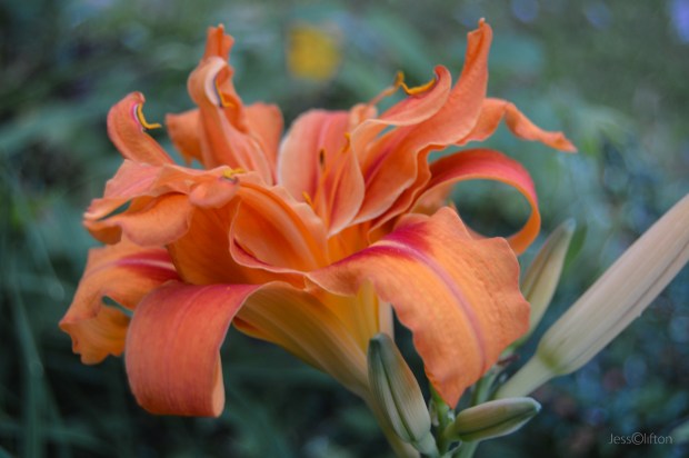 Double Flowered Day Lily