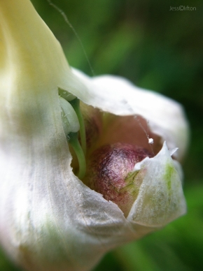 Garlic Bulbil Seed Pod