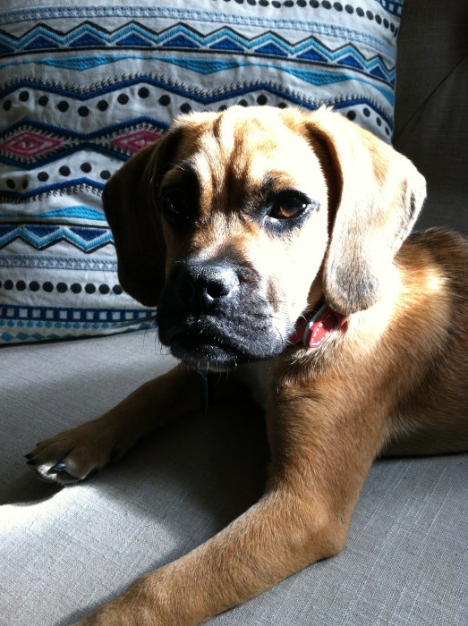 Puggle in the Sun