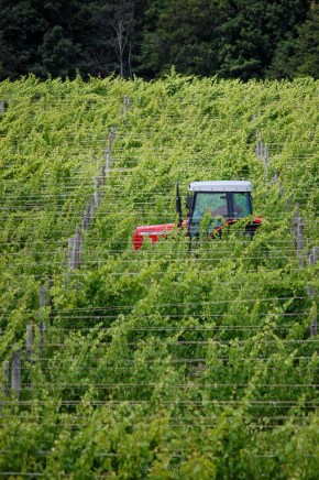 Vineyard Tractor Cruise