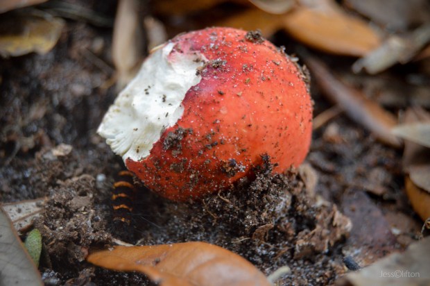 Wonderland Mushroom Caterpillar