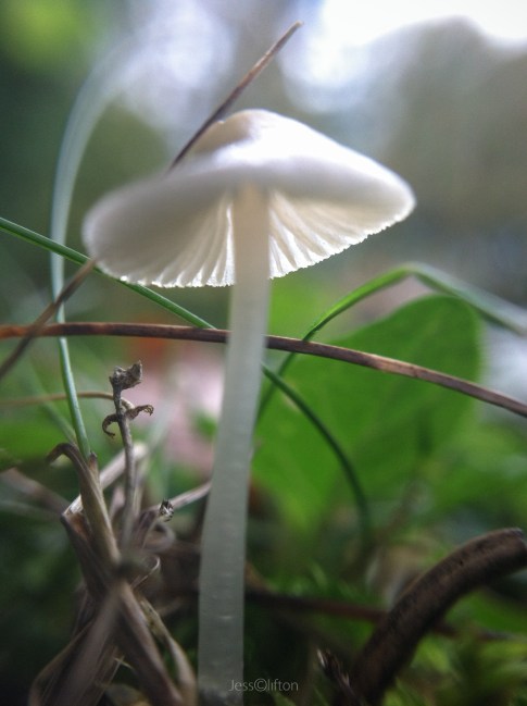 Mushroom Macro