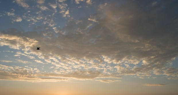 Flying Seagull in Silhouette