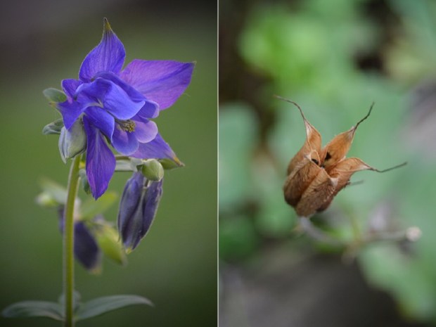 Purple Columbine Seed Pod