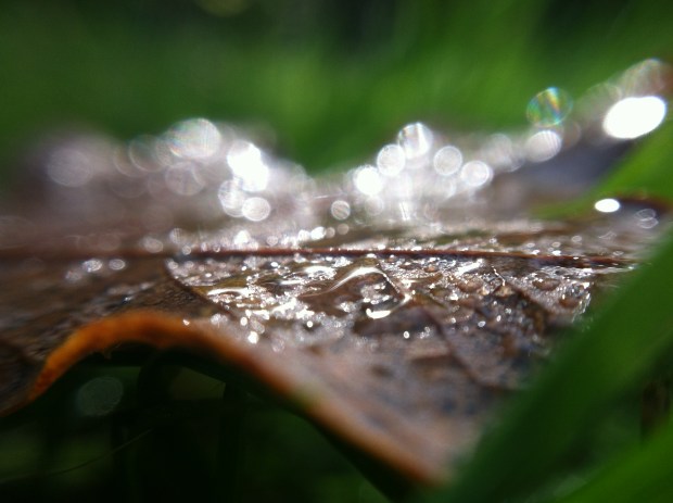 Wet Leaf Bokeh
