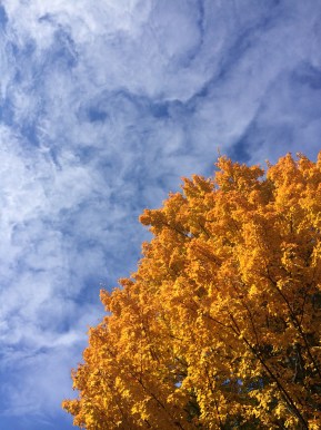 Gold Leaves on a Blue Swirly Sky