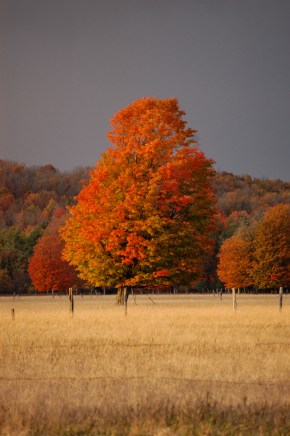 Orange Foliage, Purple Sky