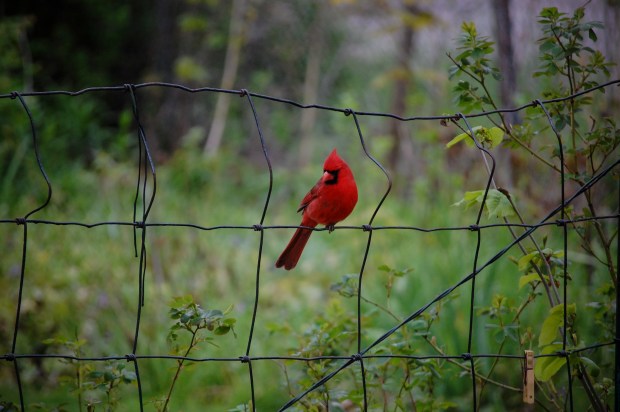 Red Bird Cardinal