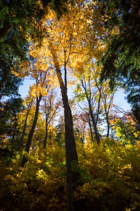 Tall Tree Backlit Fall