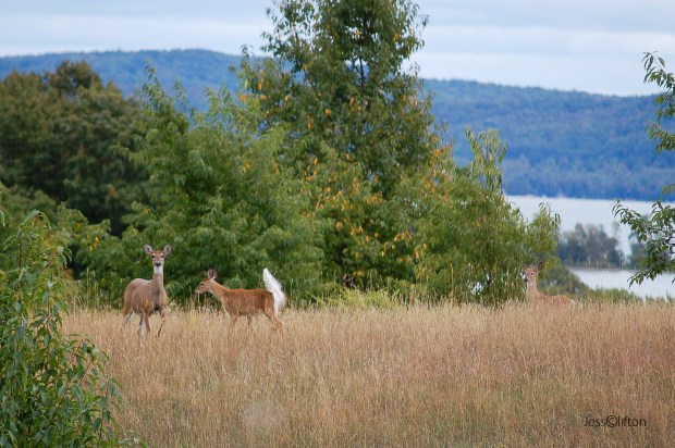 Three Deer Glen Lake