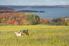 Yellow Tractor Fall Vineyard