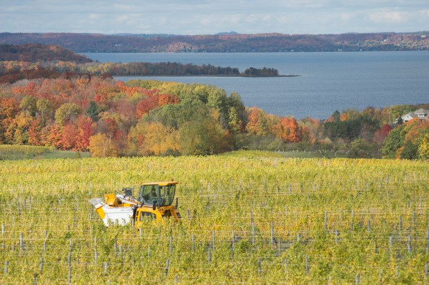 Yellow Tractor Fall Vineyard