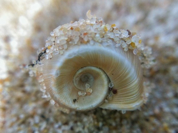 Golden Spiral Shell & Sand Macro