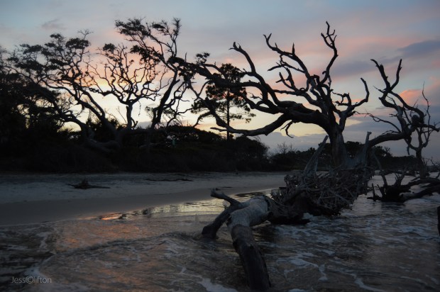 Jekyll Island Driftwood Beach Sunset