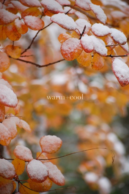 White Snow Bright Leaves