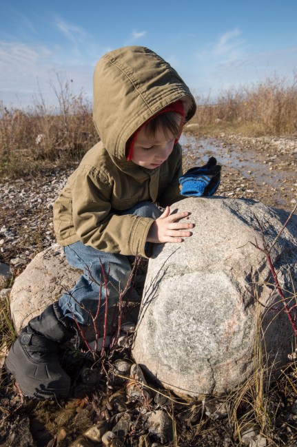 Inspecting Ladybugs rock