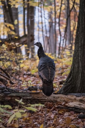 Wild Turkey