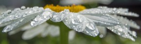 dew covered white daisy pano macro
